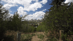 Edmonton skylive view through trees in rivervalley